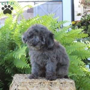 Bo, Bich-Poo Puppy